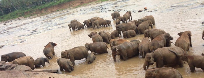 Pinnawala Elephant Orphanage is one of Wonderful places in the world.