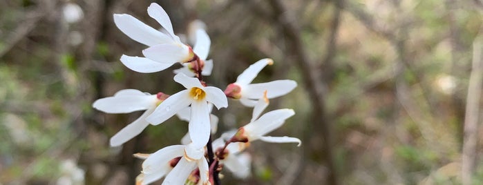 Natural Habit of White Forsythia is one of Won-Kyung’s Liked Places.