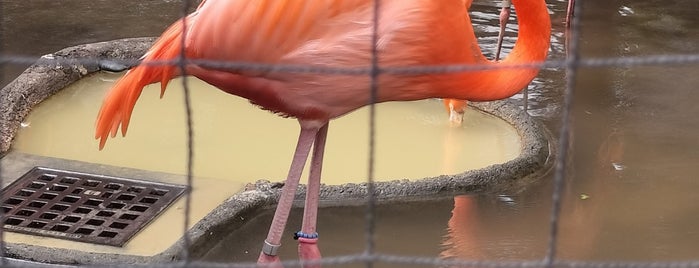 Flamingo is one of 東京.