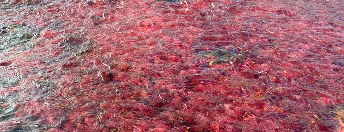 Caño Cristales is one of Traveling.