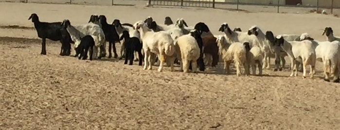 alkanderi's farm is one of Burç'un Beğendiği Mekanlar.