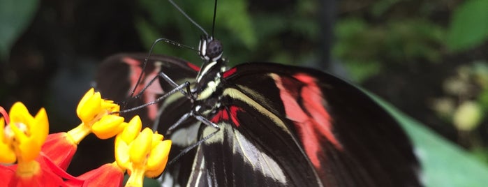 ZSL London Zoo is one of London-To-Do List.