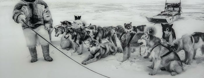 Paul Nicklen Gallery is one of Fav NY.