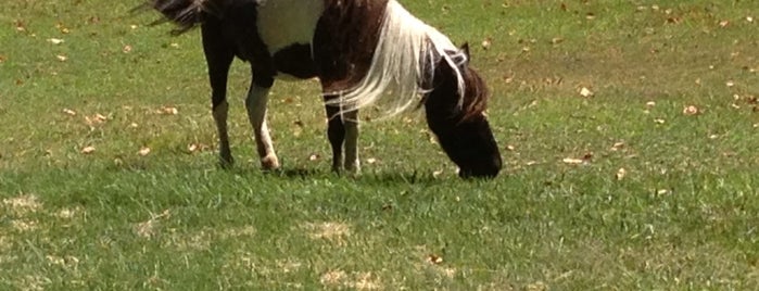 Quicksilver Mini Horse Ranch is one of Central Coast.