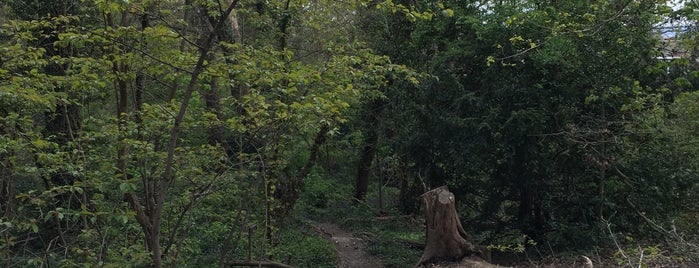 Biggin Wood is one of Ancient woodland in London.