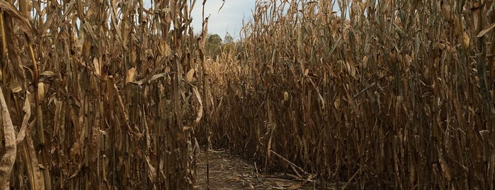 Snyder Farm Corn Maze is one of Lieux qui ont plu à Starlight.