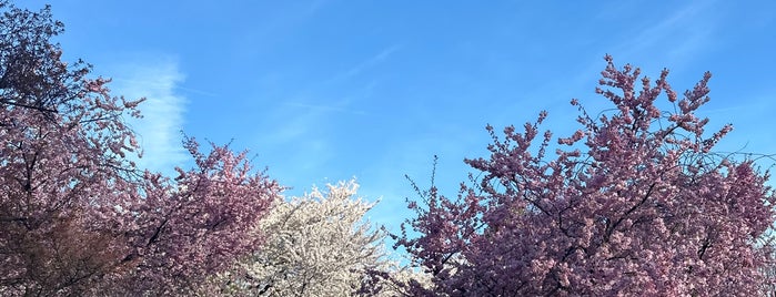 Branch Brook Park Cherry Blossom Track is one of fitness.