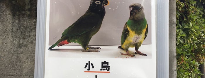恵比寿バードクリニックMAI is one of 小鳥を診てくれる病院.