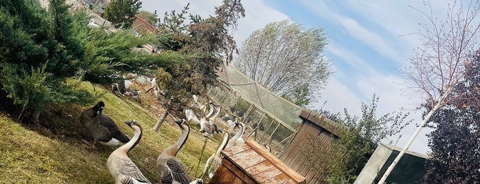 Anadolu Harikalar Diyarı Hayvanat Bahçesi is one of Kayseri.