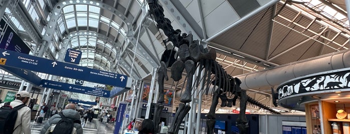 Brachiosaurus Altithorax is one of Airports.