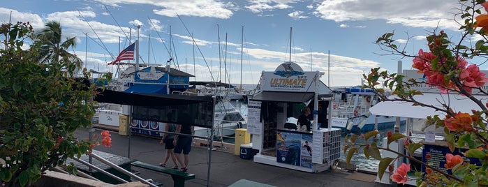 Ultimate Whale Watch is one of Aloha Maui.