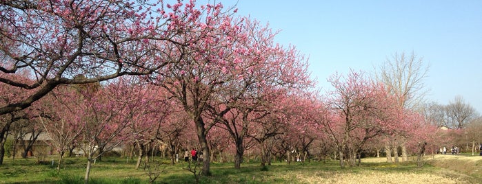 古河総合公園 is one of 茨城県 / Ibaraki.