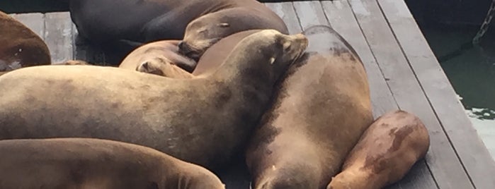 Sea Lions is one of Tempat yang Disukai Jason.