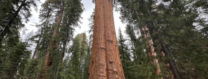 General Sherman Tree is one of National Parks Tour - California Edition.