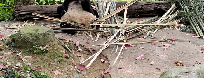 China Conservation and Research Centre for the Giant Panda Dujiangyan Base is one of 中国.