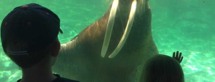 Walrus Experience is one of Lugares favoritos de Dan.