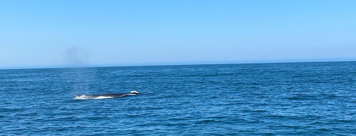 Blue Ocean Whale Watching is one of USA.