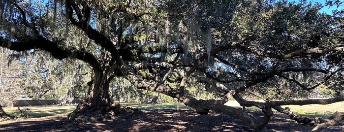 The Tree of Life is one of NOLA - See.