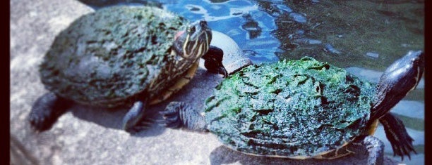 Turtle Pond is one of Austin to-do list.