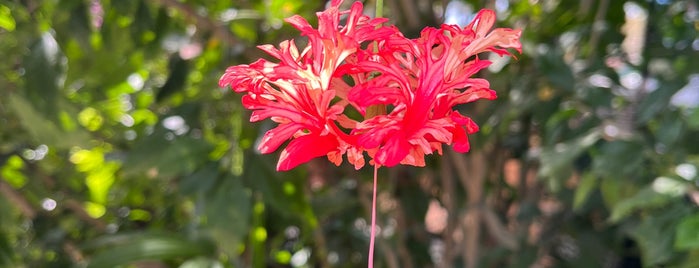 Funchal is one of Locais curtidos por GeziYorumlari.