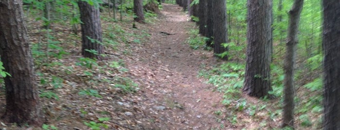 Schenectady County Forest is one of schenectady.