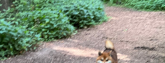 Off Leash Dog Area (Carver County Parks) is one of Adventures with Bexley.