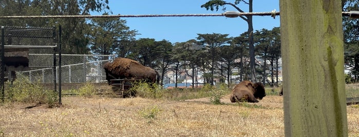 Bison Paddock is one of California.