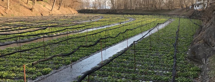 Daio Wasabi Farm is one of Visit.