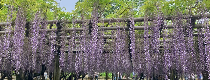 平等院 is one of Kyoto-Japan.