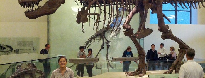 American Museum of Natural History is one of New York.