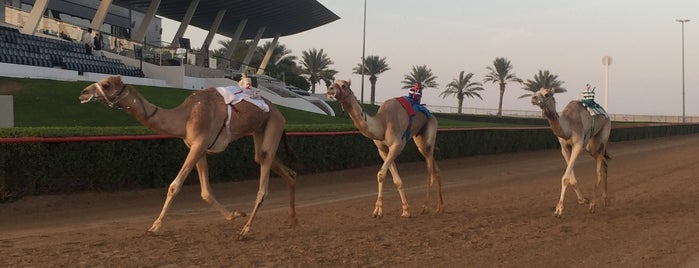 Dubai Camel Racing Club is one of Mobile app.