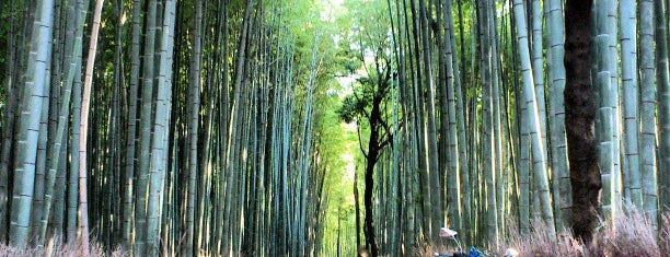 Arashiyama Bamboo Grove is one of 4sqDiscoveries.