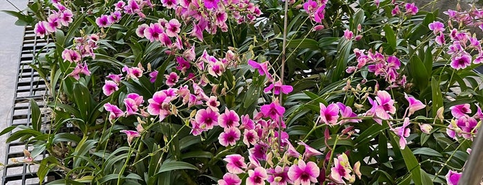 Air Orchids & Lab is one of Bangkok.