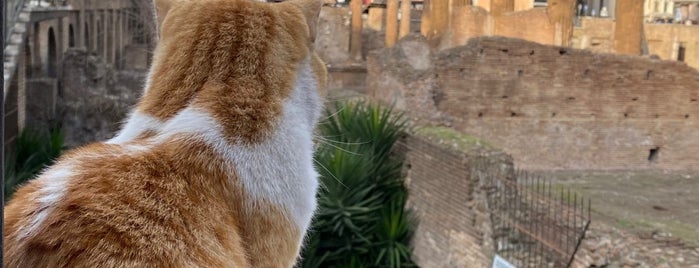 Santuario de gatos Torre Argentina is one of 2019-Italy.