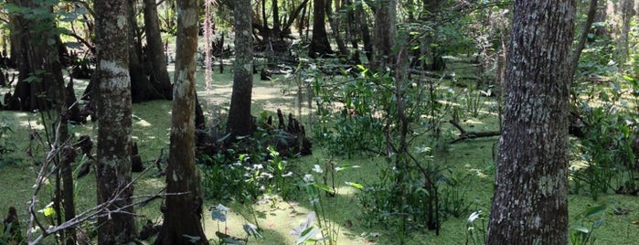 Barataria Preserve is one of Southern US.