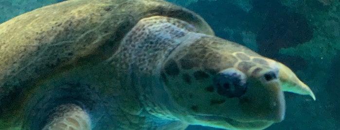 Giant Ocean Tank is one of Lily'in Beğendiği Mekanlar.