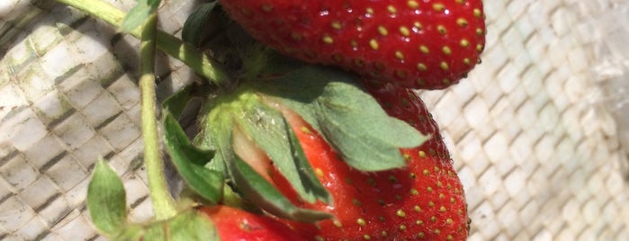 Happy Farm is one of strawberry lembang.