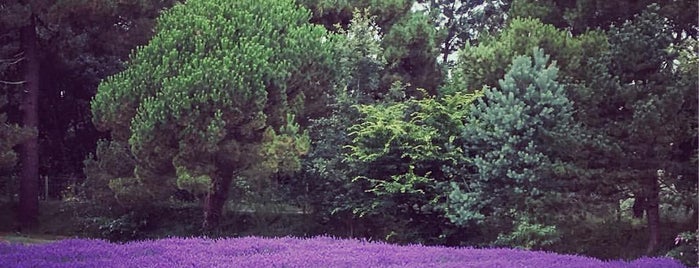 Jersey Lavender Farm is one of Davidさんのお気に入りスポット.