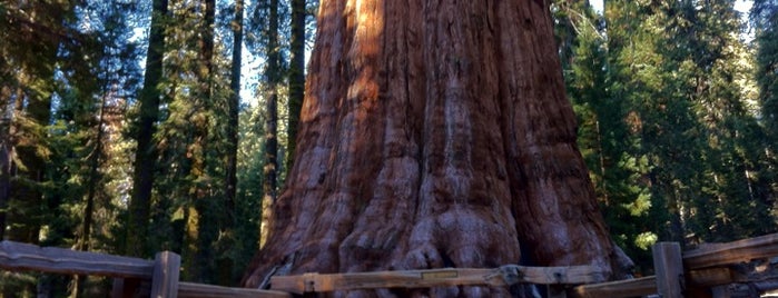 Sequoia National Park is one of National Parks.