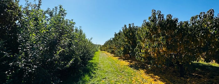 Lyman Orchards Pick-Your-Own is one of Connecticut Adventures.