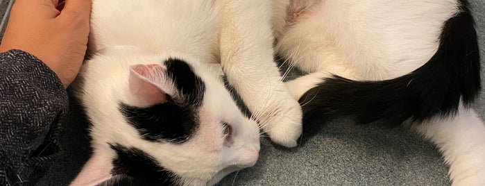 Animal Care and Control of New York City - Brooklyn is one of NYC Cat Saving To-Do List.