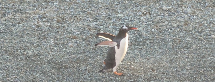 Isla Martillo (Pingüinera) is one of Patagonia 2022.