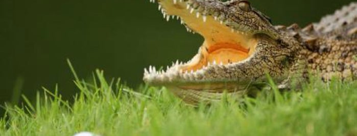 Gator Trace Golf is one of [] [] [] [] EZ Check in.