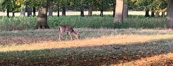 Holkham Park is one of NFLK.