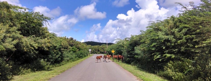 Vieques National Wildlife Refuge is one of National Wildlife Refuges.