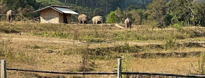 Dumbo Elephant Spa Camp is one of Thailandia.