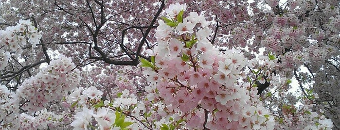 National Cherry Blossom Festival, Inc. is one of My Veg spots.