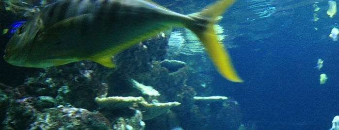 Seattle Aquarium is one of Aquariums of the World.