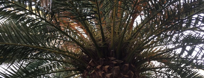 Restaurante No Patio is one of Lagos.