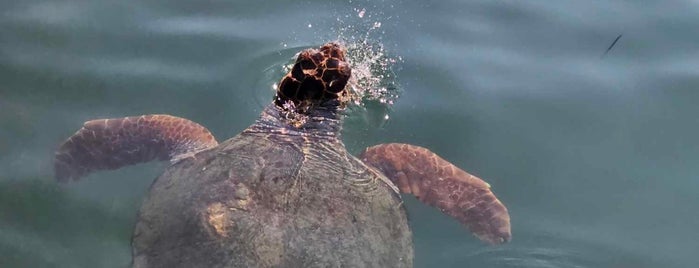 Turtle Trip is one of Greece 🇬🇷.